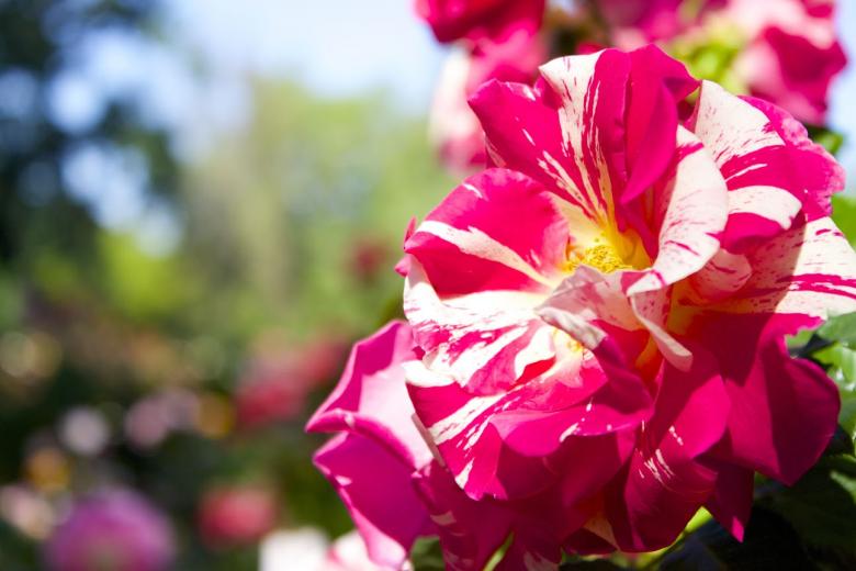 Enjoying the roses in bloom at McKinley Park Enjoying the roses in bloom at McKinley Park