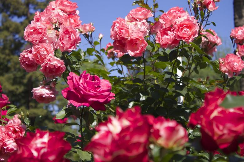 The city is in bloom The city is in bloom