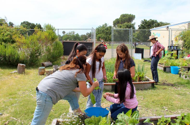Soil Born School Gardens Manager Shannon Hardwicke helps students harvest lettuce at Pacific Elementary School in south Sacramento. (Photo by Sena Christian)