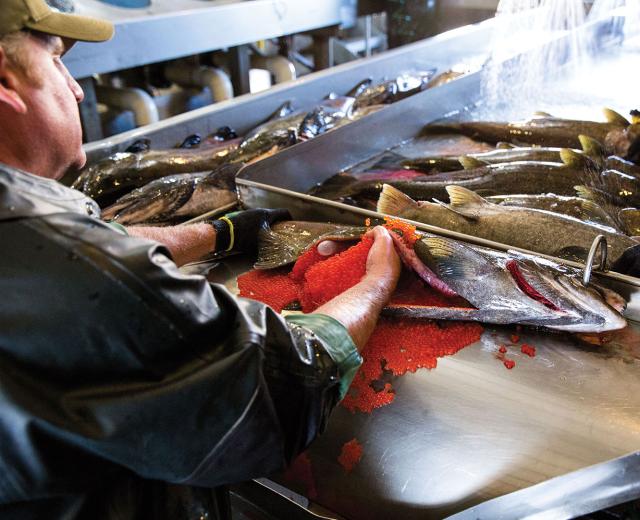 Andy Heape has been a California Department of Fish and Wildlife technician at the Nimbus Fish Hatchery in Gold River — where he sorts, fertilizes and counts salmon — for 15 years. The fall-run Chinook (king) salmon spawn started Nov. 3 — later than usual because of the drought. 