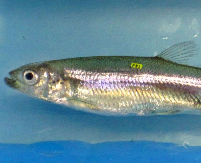 UC Davis Delta Smelt

(Photo: Courtesy of UC Davis)