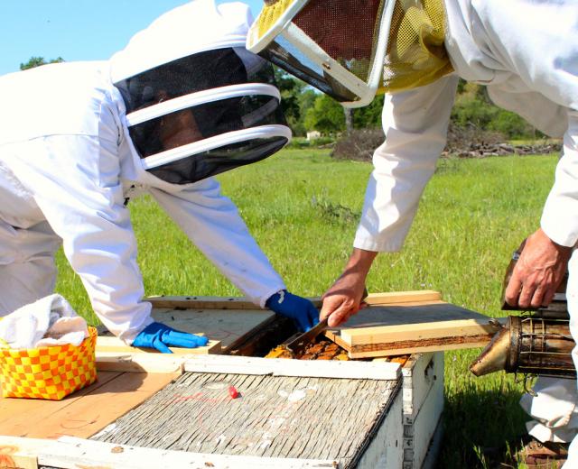 Fatima Lopez, left, and John Miller, owner of Miller Honey Farms, place baby queens in hives in April. (Photography Sena Christian)
