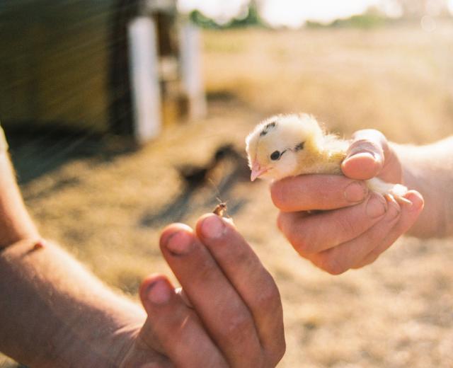 Photo: Royce Gorsuch for Bitwater Farms