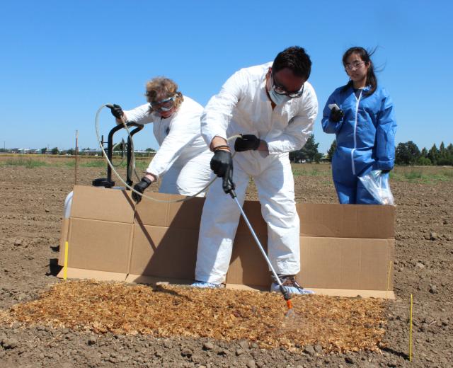 From left: Anna Zwieniecka, Jessica Wong and Peiman Aminabadi spray a harmless strain of E. coli on cantaloupe crops at a UC Davis test field. (Photos by Sena Christian)