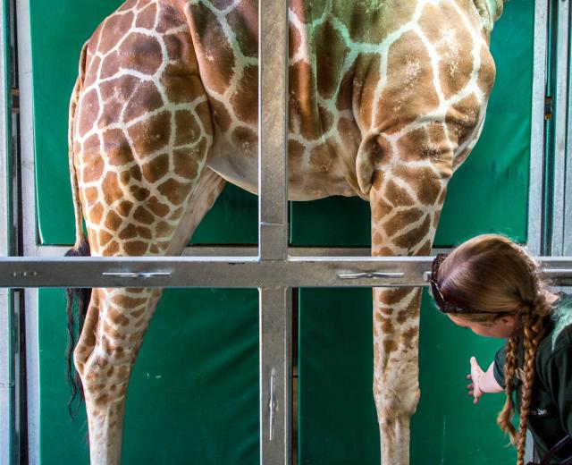 Giraffes at the Sacramento Zoo are trained to assist in their own care. This husbandry-based training teaches the giraffes roughly 20 commands. “They know their body parts, so if I say ‘knee’, she will lift her knee until it touches my hand,” says Melissa McCartney, a zookeeper who focuses on hooved animals. That’s helpful for animals who have arthritis and need help stretching or who need their hooves trimmed. 