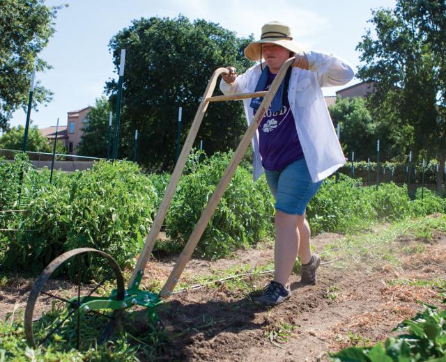 Hope Sippola, of Fiery Ginger Farm, uses a high wheel cultivator at her site in West Sacramento.