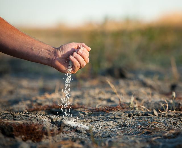 Ongoing drought conditions have cost rice farmer Mike DeWit 30 percent of his crop. He's not alone. This year, California's rice farmers will leave nearly 100,000 acres unplanted due to lack of water.
