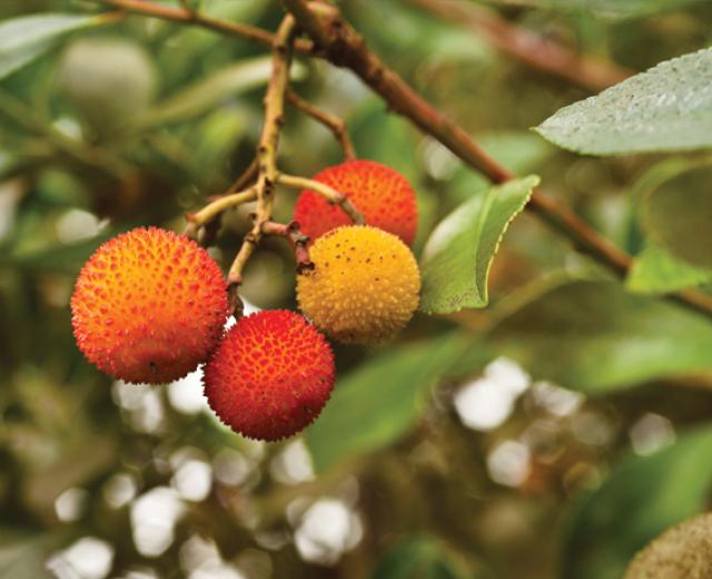 Does this fruit look familiar? It should, though you’ve likely never thought to eat it. This is the edible fruit of the strawberry tree, which are prolific in parks and neighborhoods around the Region.

(shutterstock)