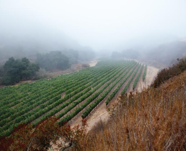 Pisoni Vineyards in the Santa Lucia Highlands

(photo: Kelly Turner)