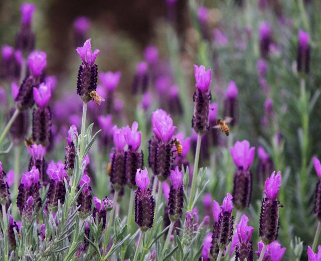 Honeybees foraging on “Anne’s Purple” Spanish lavender at the UC Davis Honey Bee Haven.