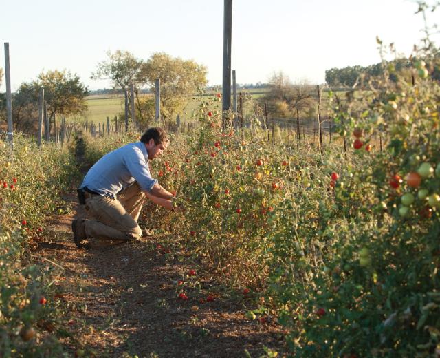 Chris Hay, owner and farmer, Say Hay Farms