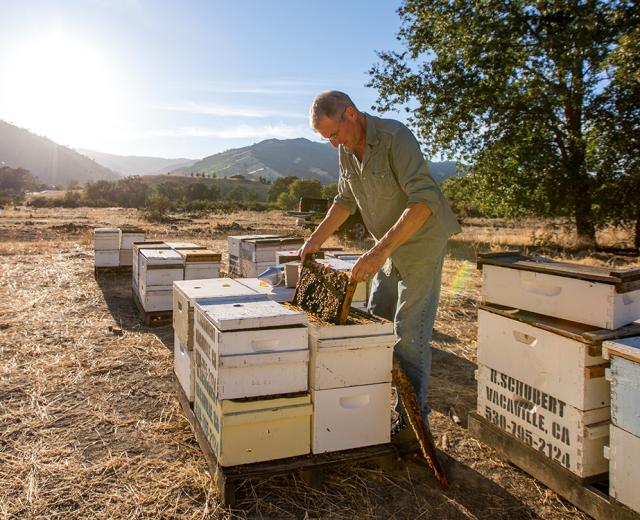 Rick Schubert of Bee Happy Apiary uses a smoker to calm his bees, which will motivate them to eat nectar and slow down a bit, making them easier to transport.