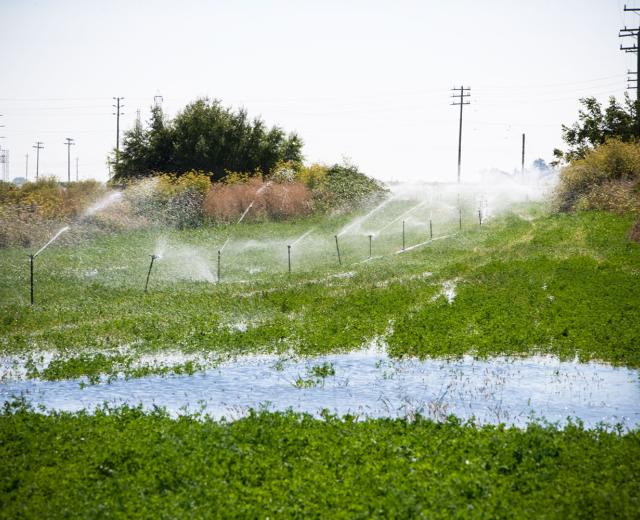 Alfalfa fields near the Sacramento-San Joaquin Delta and Steamboat Slough. 