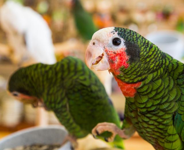 Friends in the industry warned them not to be too ambitious. “You’ll sell only one bird in your first six months,” they said. Well, Parrot Planet opened in June in East Sacramento and sold nearly 20 birds in its first two months. 