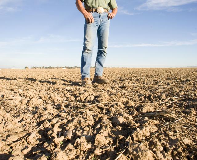 This year, farmer Bill Koster fallowed 80 percent of his land, relying on wells to keep only his almond and walnut trees alive.