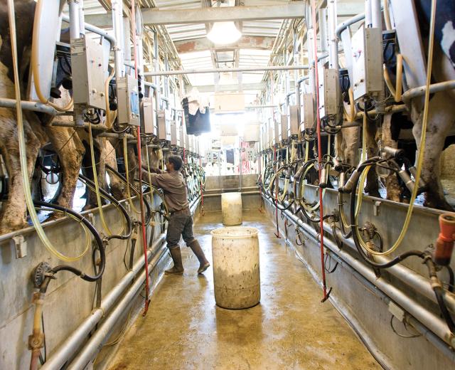 Duarte Dairy Inc. in Elk Grove is just one of more than 60,000 dairies in the U.S. that has seen dairy prices drop below the cost of production. According to the California Dairy Campaign, the average cost of production for California dairy producers is $18 per 100 pounds. For the first half of 2009, producers were getting only about $10 per 100 pounds. 