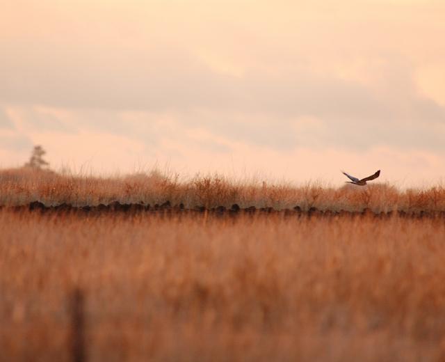 A harrier takes flight near the intersection of Dillard and Meiss roads, which is in the South Sacramento Habitat Conservation Plan. 

(courtesy of Sacramento County)