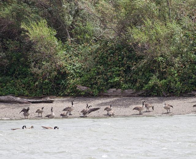 Along the Sacramento River near Rio Vista