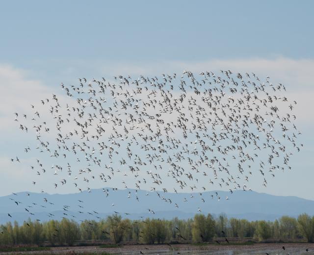 A flock of Dunlin fly over “pop up” habitats in the Sacramento Valley

(photo: Drew Kelley for The Nature Conservancy)