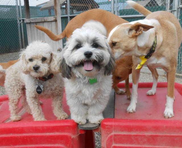 (Photos courtesy of Camp Bow Wow in Elk Grove)