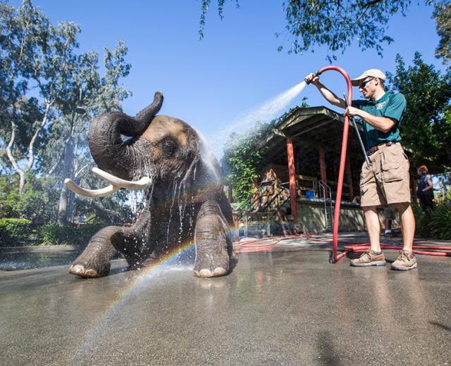Valerie the African elephant is one of four pachyderms living at Six Flags Discovery Kingdom in Vallejo.