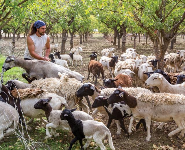 Jeremy Shepherd (the name came before the job) has been tending to his growing flock since 2009. He sells mutton to local markets but also works his herds as mobile mowers with local farmers in Yolo County. 