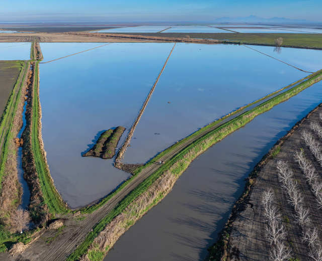 California Trout is partnering with rice farmers to grow fish food for the endangered Chinook salmon. Rice fields, like this one in Sutter County, are flooded after harvest, attracting flies for the fish. The bug-rich water is drained in the Sacramento River. (Photos by Brad Branan)