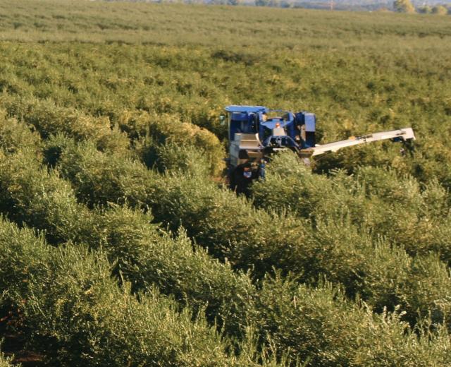 California Olive Ranch's Oroville location during harvest season.

(courtesy of California Olive Ranch)