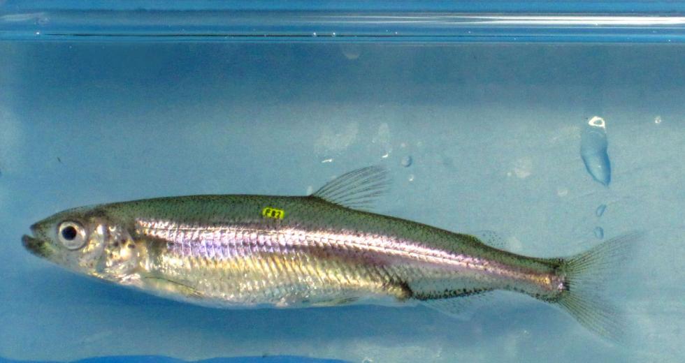 UC Davis Delta Smelt

(Photo: Courtesy of UC Davis)