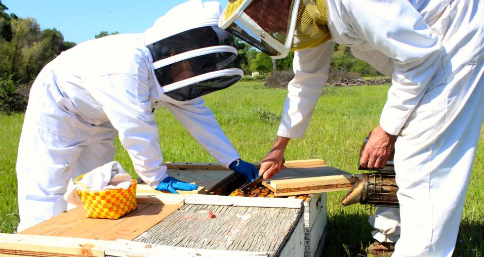 Fatima Lopez, left, and John Miller, owner of Miller Honey Farms, place baby queens in hives in April. (Photography Sena Christian)
