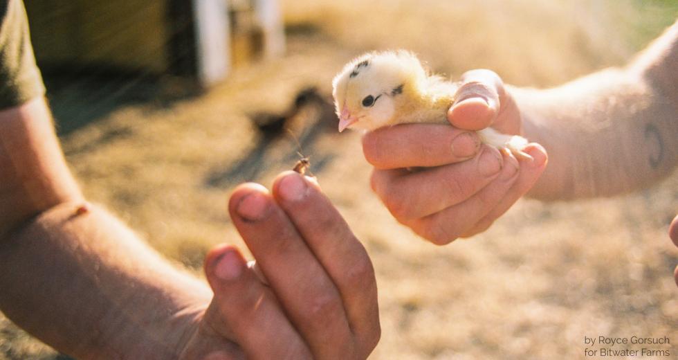 Photo: Royce Gorsuch for Bitwater Farms
