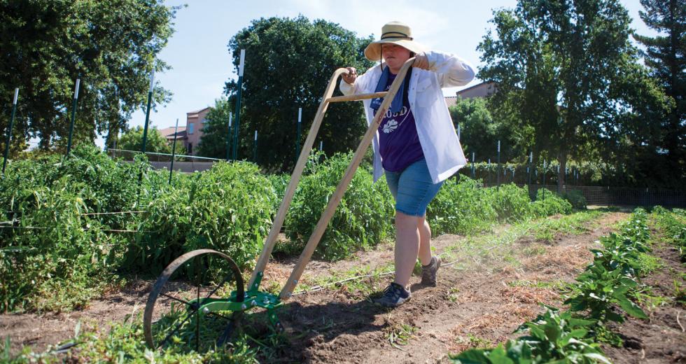 Hope Sippola, of Fiery Ginger Farm, uses a high wheel cultivator at her site in West Sacramento.
