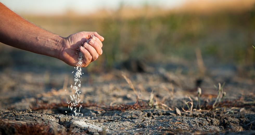 Ongoing drought conditions have cost rice farmer Mike DeWit 30 percent of his crop. He's not alone. This year, California's rice farmers will leave nearly 100,000 acres unplanted due to lack of water.