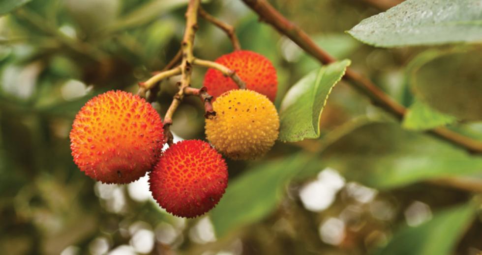 Does this fruit look familiar? It should, though you’ve likely never thought to eat it. This is the edible fruit of the strawberry tree, which are prolific in parks and neighborhoods around the Region.

(shutterstock)