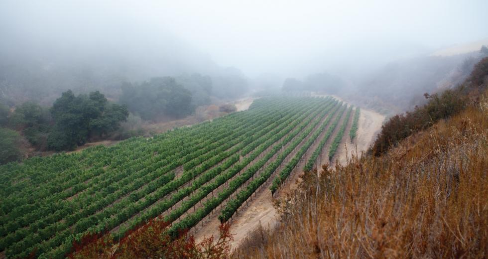 Pisoni Vineyards in the Santa Lucia Highlands

(photo: Kelly Turner)