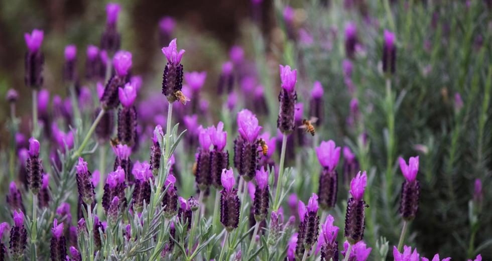 Honeybees foraging on “Anne’s Purple” Spanish lavender at the UC Davis Honey Bee Haven.