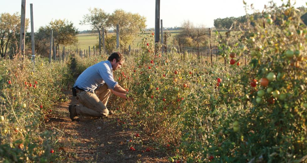 Chris Hay, owner and farmer, Say Hay Farms