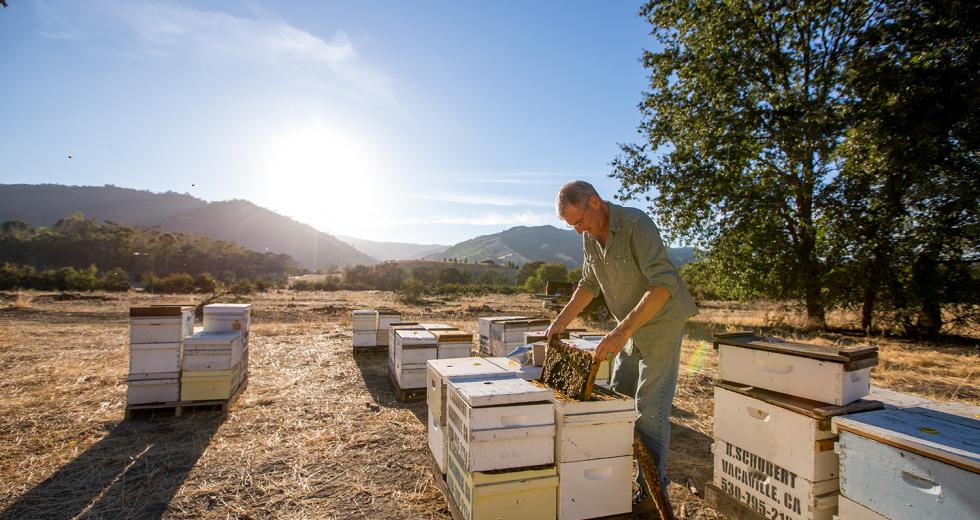 Rick Schubert of Bee Happy Apiary uses a smoker to calm his bees, which will motivate them to eat nectar and slow down a bit, making them easier to transport.