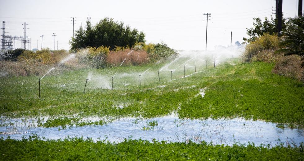 Alfalfa fields near the Sacramento-San Joaquin Delta and Steamboat Slough. 