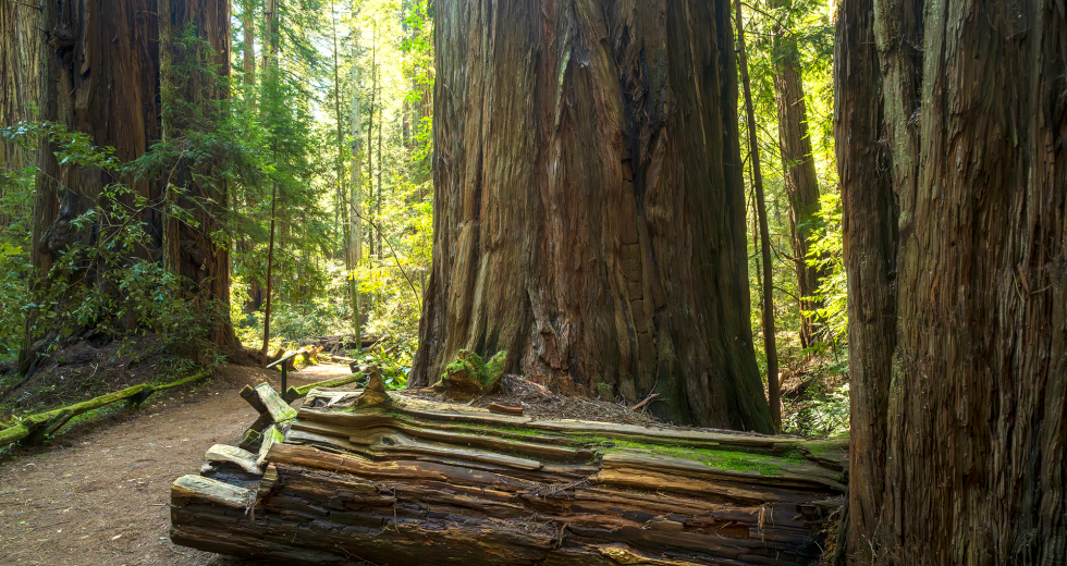 The old-growth redwoods at Armstrong Redwoods State Natural Reserve were spared by a 19th-century lumberjack who wanted to save some of the trees. They have also survived wildfires. (Photo by Brad Branan)