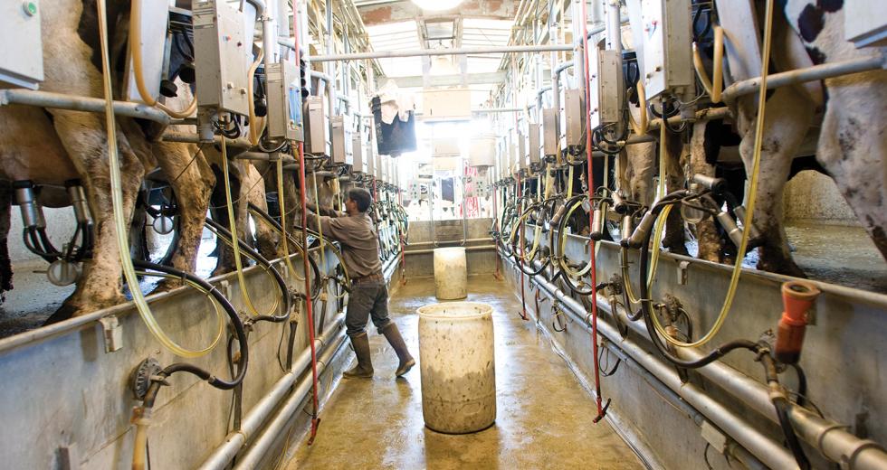 Duarte Dairy Inc. in Elk Grove is just one of more than 60,000 dairies in the U.S. that has seen dairy prices drop below the cost of production. According to the California Dairy Campaign, the average cost of production for California dairy producers is $18 per 100 pounds. For the first half of 2009, producers were getting only about $10 per 100 pounds. 