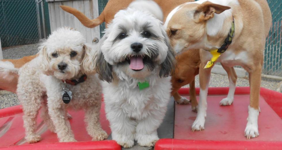 (Photos courtesy of Camp Bow Wow in Elk Grove)