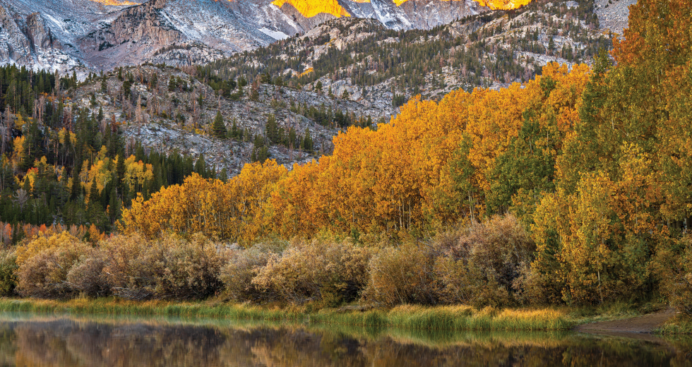 Fall colors hit the upper elevations of the Eastern Sierra first in late September and early October. (Photo by Brad Branan)