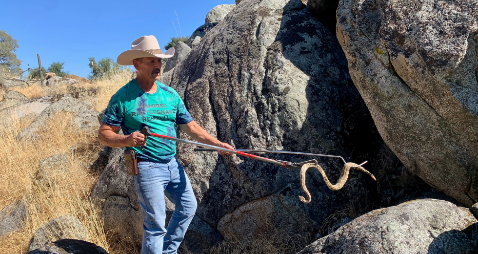 Veteran rattlesnake wrangler Len Ramirez at work on a horse ranch in Loomis. (Photo by Scott Thomas Anderson)