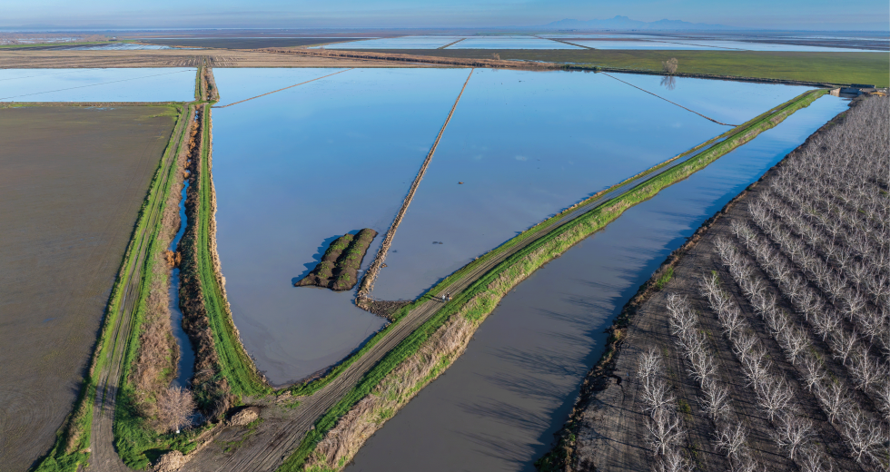 California Trout is partnering with rice farmers to grow fish food for the endangered Chinook salmon. Rice fields, like this one in Sutter County, are flooded after harvest, attracting flies for the fish. The bug-rich water is drained in the Sacramento River. (Photos by Brad Branan)