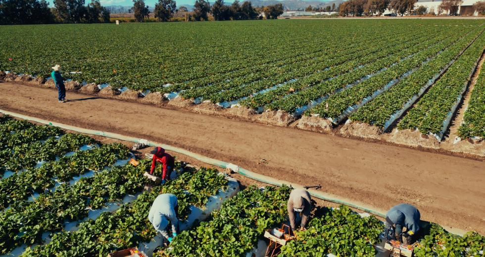 Workers harvest crops in Ventura County, California. (Shutterstock photo