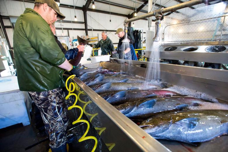 In the wild, Pacific salmon die after spawning; at the hatchery, they are killed to harvest their eggs. In the wild, Pacific salmon die after spawning; at the hatchery, they are killed to harvest their eggs.