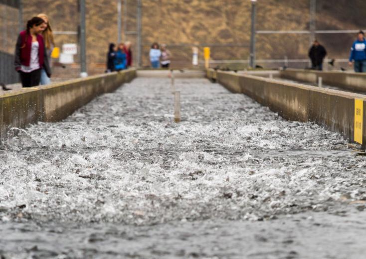 Due to higher water temperatures in the American River caused by drought, the king salmon eggs will be trucked to cooler waters of the Mokelumne River hatchery in Clements, where they will have a better chance of survival.
Due to higher water temperatures in the American River caused by drought, the king salmon eggs will be trucked to cooler waters of the Mokelumne River hatchery in Clements, where they will have a better chance of survival.