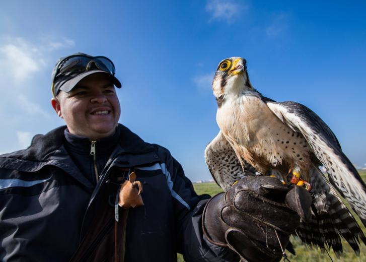 Columbia, a 12-year-old falcon, is part of the Bird Aircraft Strike Hazard program at Travis Air Force Base in Fairfield. Like canines with jobs, these working birds need up to two years of training and can cost as much as a used car. Columbia, a 12-year-old falcon, is part of the Bird Aircraft Strike Hazard program at Travis Air Force Base in Fairfield. Like canines with jobs, these working birds need up to two years of training and can cost as much as a used car.