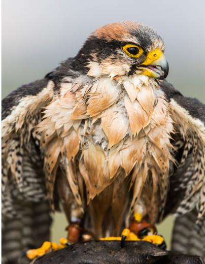 At Travis, multiple species of falcons are needed to handle different environmental factors; the desert birds are built for Northern California’s summer heat, while the arctic birds fly in winter. At Travis, multiple species of falcons are needed to handle different environmental factors; the desert birds are built for Northern California’s summer heat, while the arctic birds fly in winter.